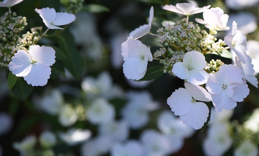 Image 5: Hydrangea Hybrid Runaway Bride