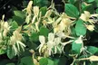 Honeysuckle 'Halliana' Lonicera japonica Climber Plant - Image 2