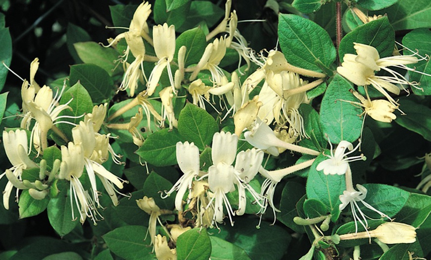 Image 2: Honeysuckle 'Halliana' Lonicera japonica Climber Plant