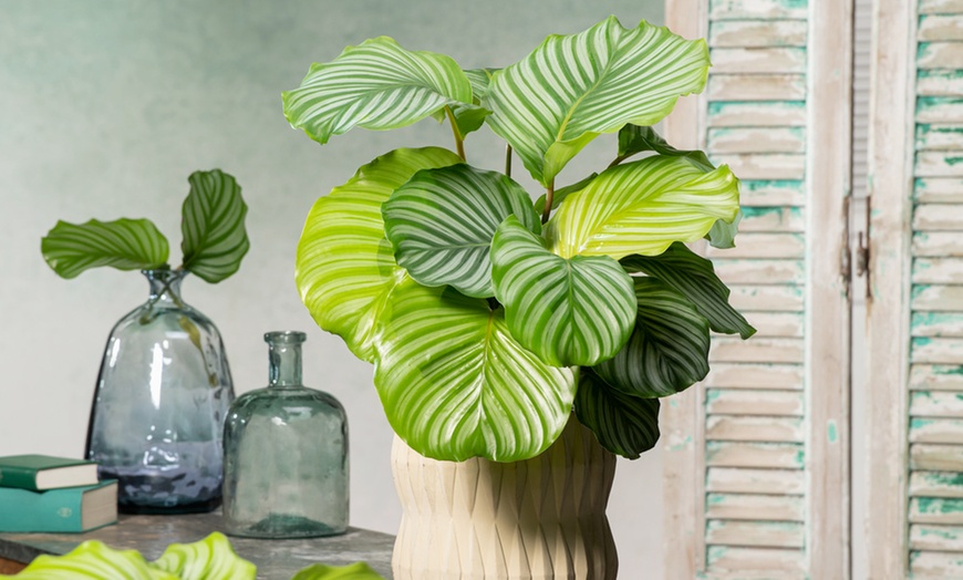 Image 2: Planta Calathea