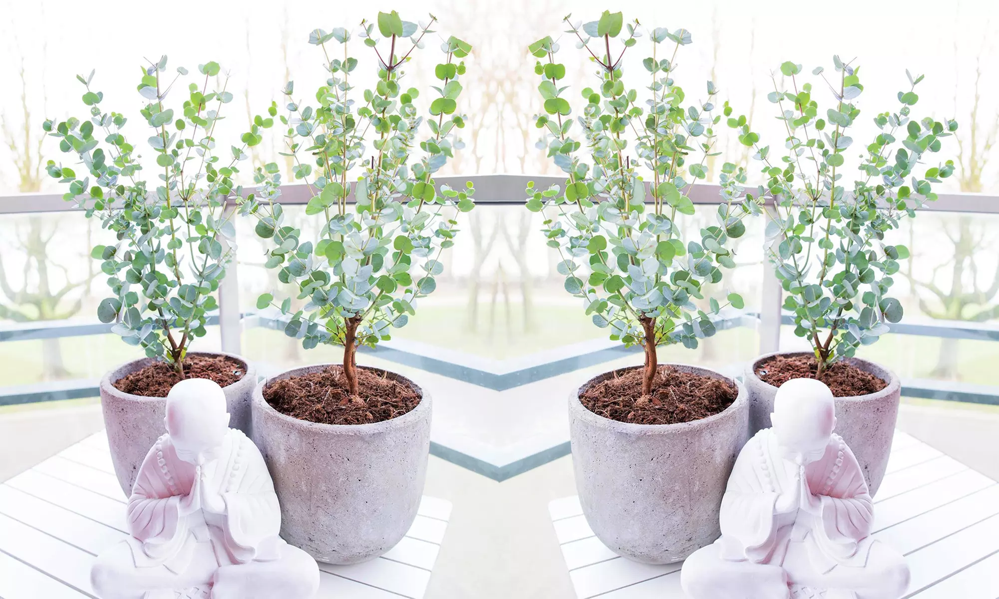 2, 4 o 6 plantas de eucalipto sidra - Primary Image