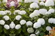 1x oder 2x Hortensia Strong Annabelle 40-50 cm - Image 3