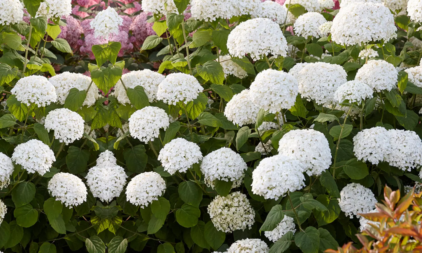 1x, 2x oder 4x Hortensie Strong Annabelle