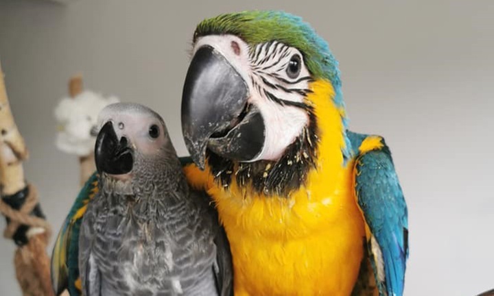 Bilety do Papugarni Arka Noego z możliwością karmienia ptaków