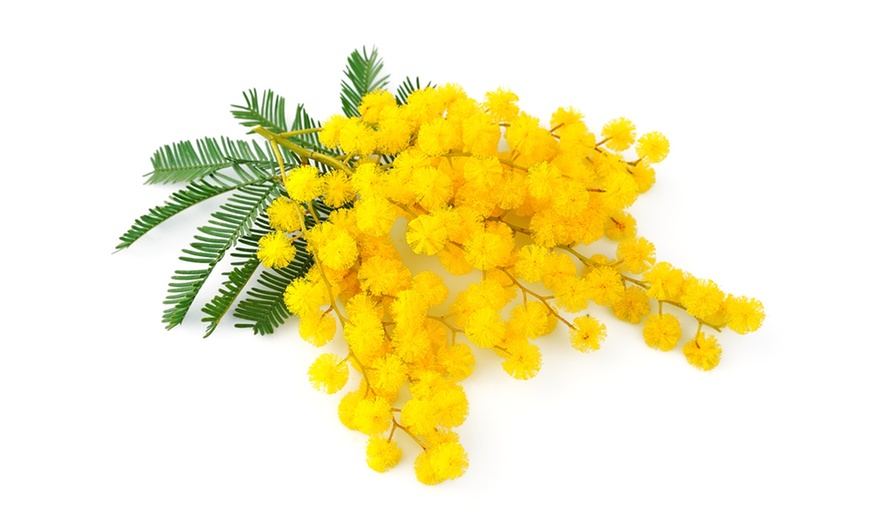 Image 1: Mazzo di mimose e peluche a sorpresa