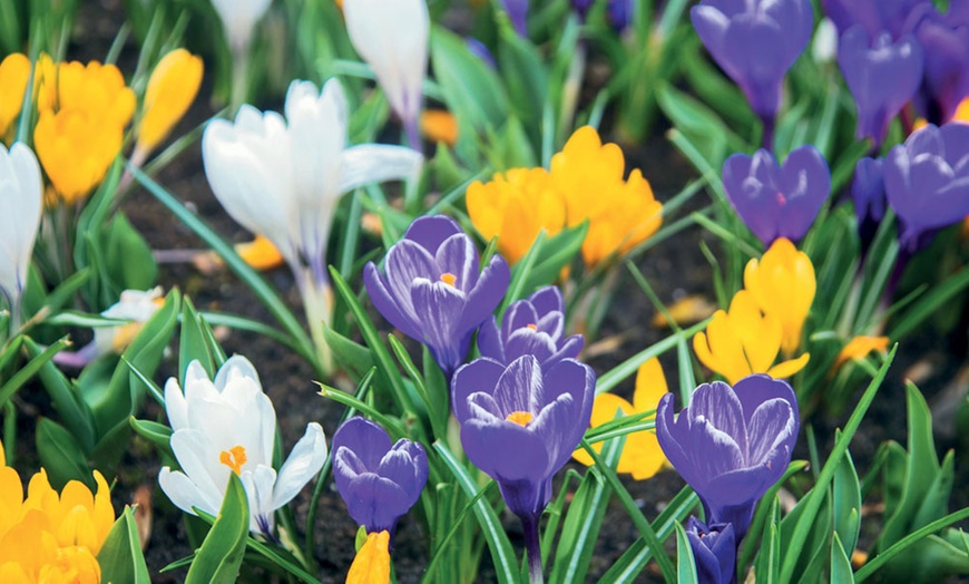 Image 3: 100 or 200 Crocus Botanical Mixed Bulbs