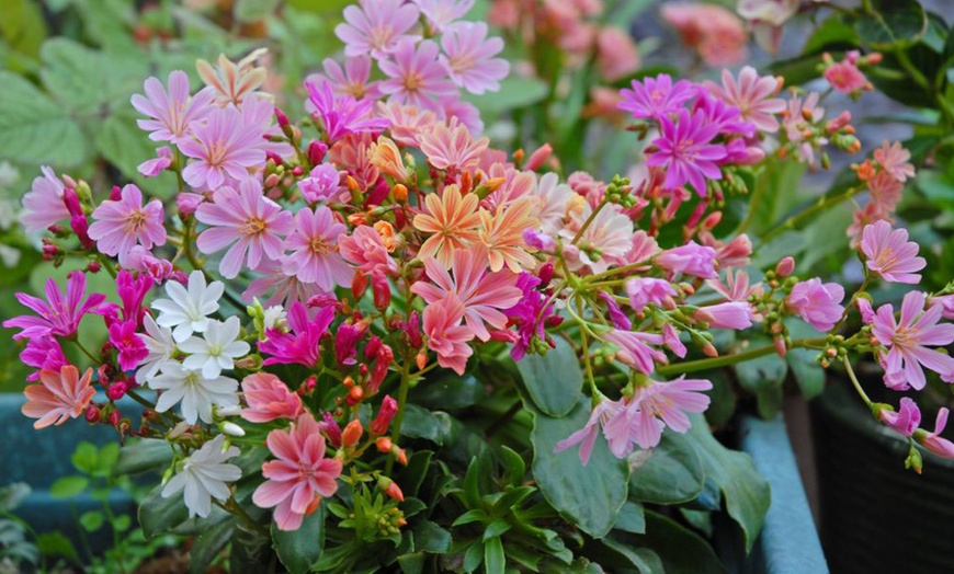 Image 5: 12 or 24 Pack Lewisia Cotyledon Elise Mixed Plugs