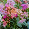 Image 5: 12 or 24 Pack Lewisia Cotyledon Elise Mixed Plugs