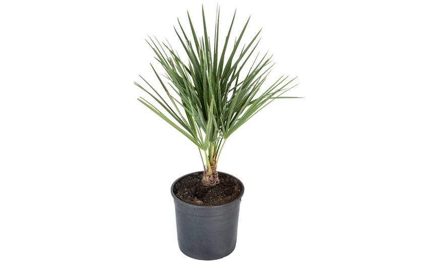 Image 3: 1 ou 2 plants de Chamaerops Humilis de OH2