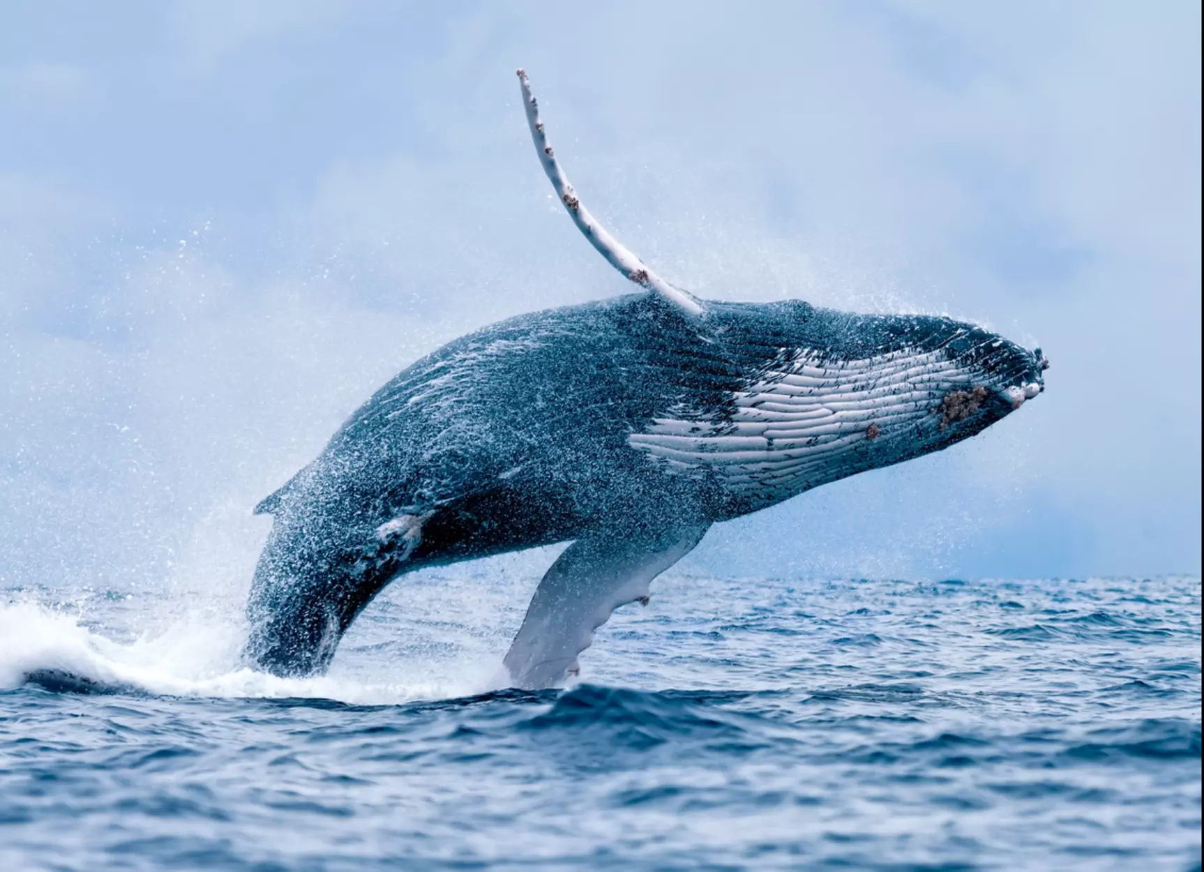 Experience the Wonders of Hawaii's Pristine Waters!