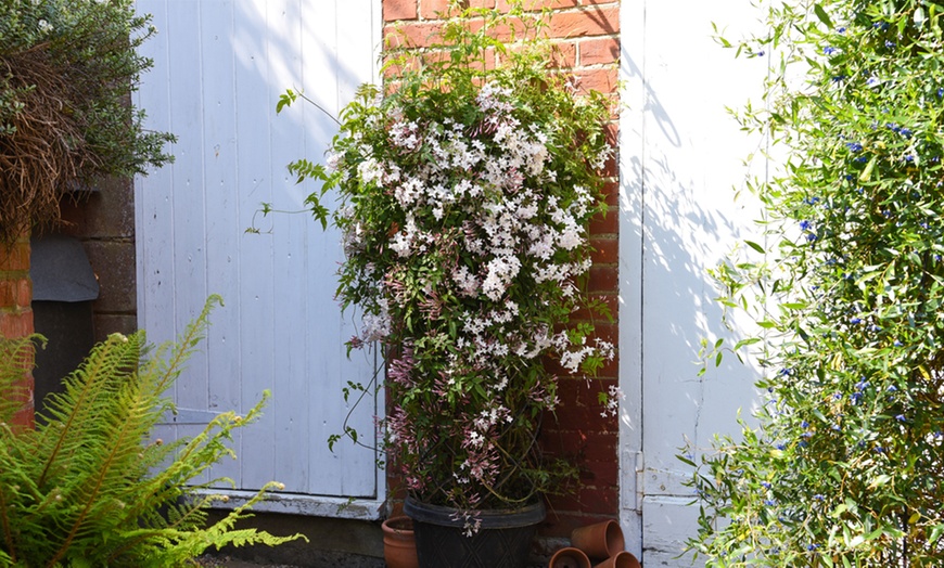 Image 5: One or Two Jasminum Polyanthum 'Starry Starry Summer Night' Climbers