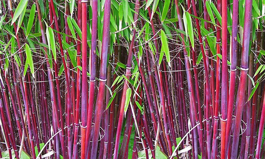 Image 1: 1, 2 or 3 Bamboo Red Panda Plants