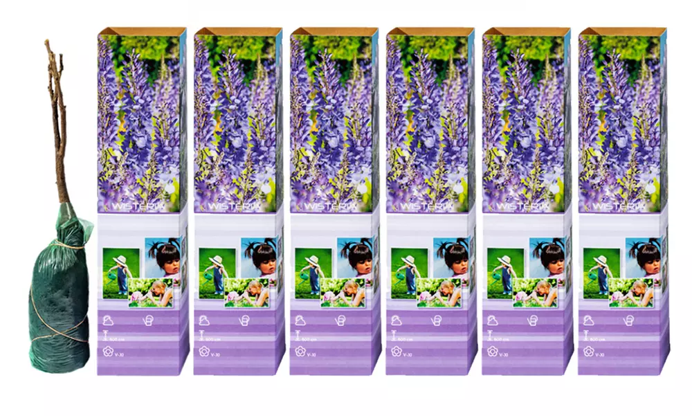 Flores fragantes de Wisteria sinensis; Plantas de exterior elegantes - Second Medium