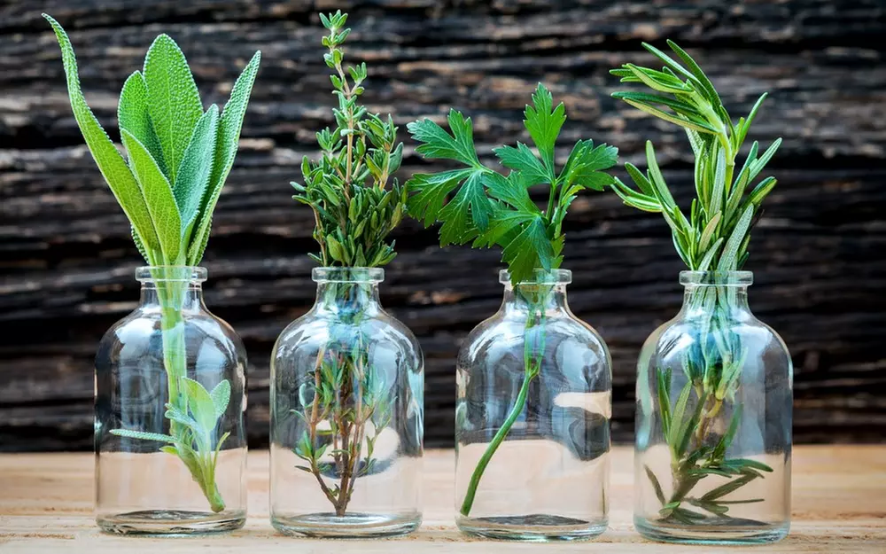 Formation conseiller en plantes médicinales et phytothérapie avec Meformer - Primary Image