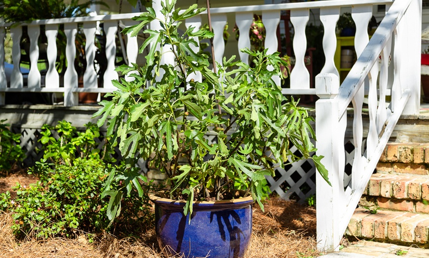 Image 10: 1, 2 or 3 Potted Fruit Plant Collections