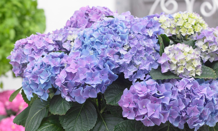 Image 1: Hydrangea So Long Ebony - 1, 3 or 5 Potted Plants