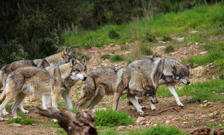 Image 6: Entrada al Lobo Park Antequera con guía experto y vistas a El Torcal