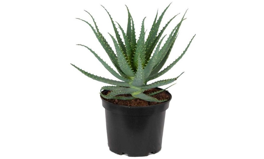 Image 5: Aloe Safari Sunrise Plant