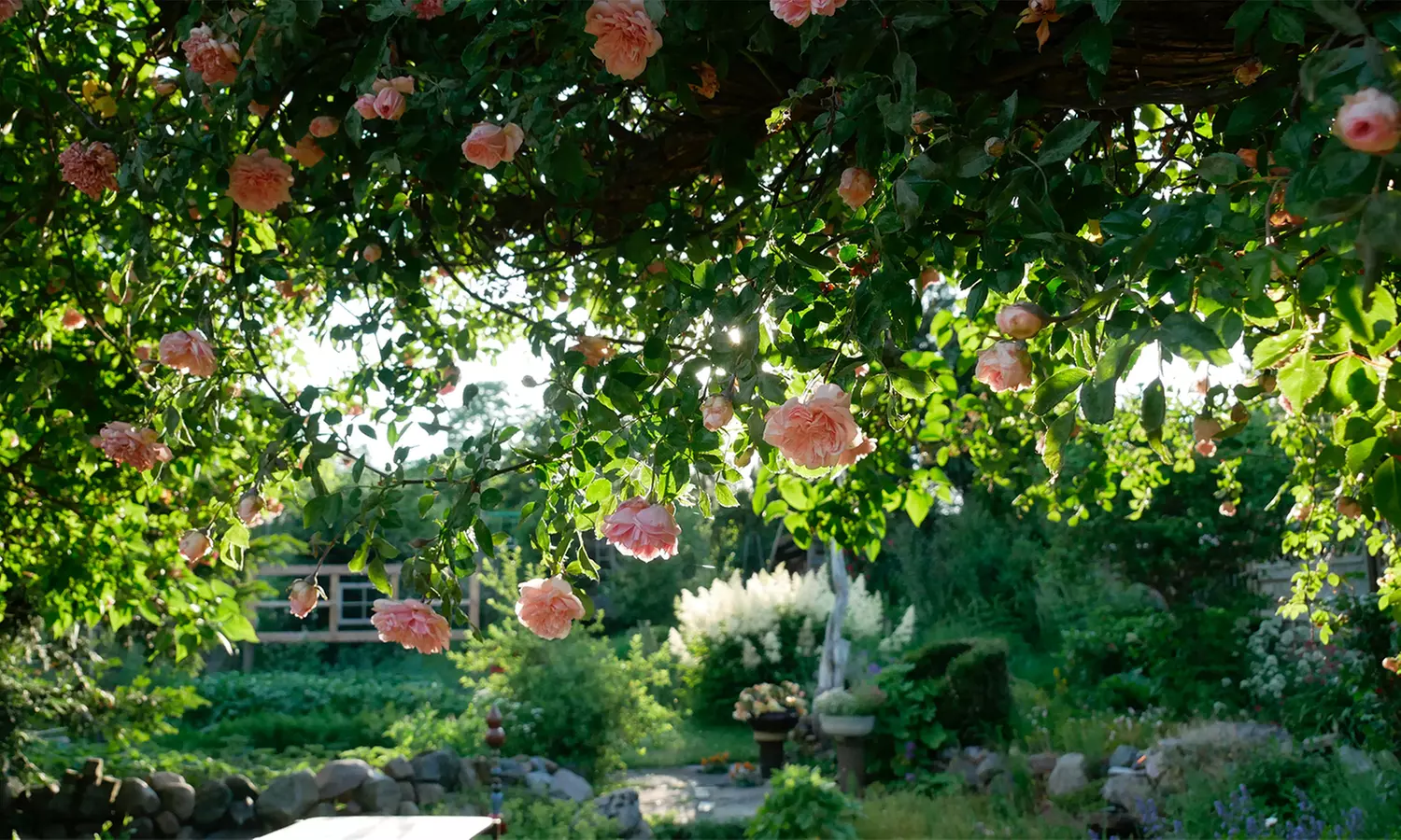 3er- oder 4er-Set Kletterrosen