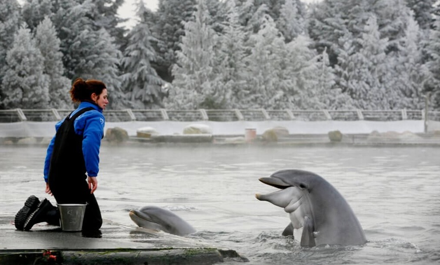 Image 4: Tagesticket Winter Dolfinarium „Lights of Nature“ für 1 Person