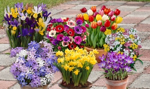 300 Spring Flowering Garden Bulbs