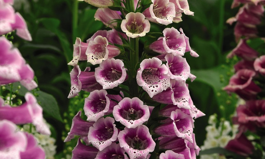 Image 4: 5 or 10 Foxglove Candy Mountain Plug Plants