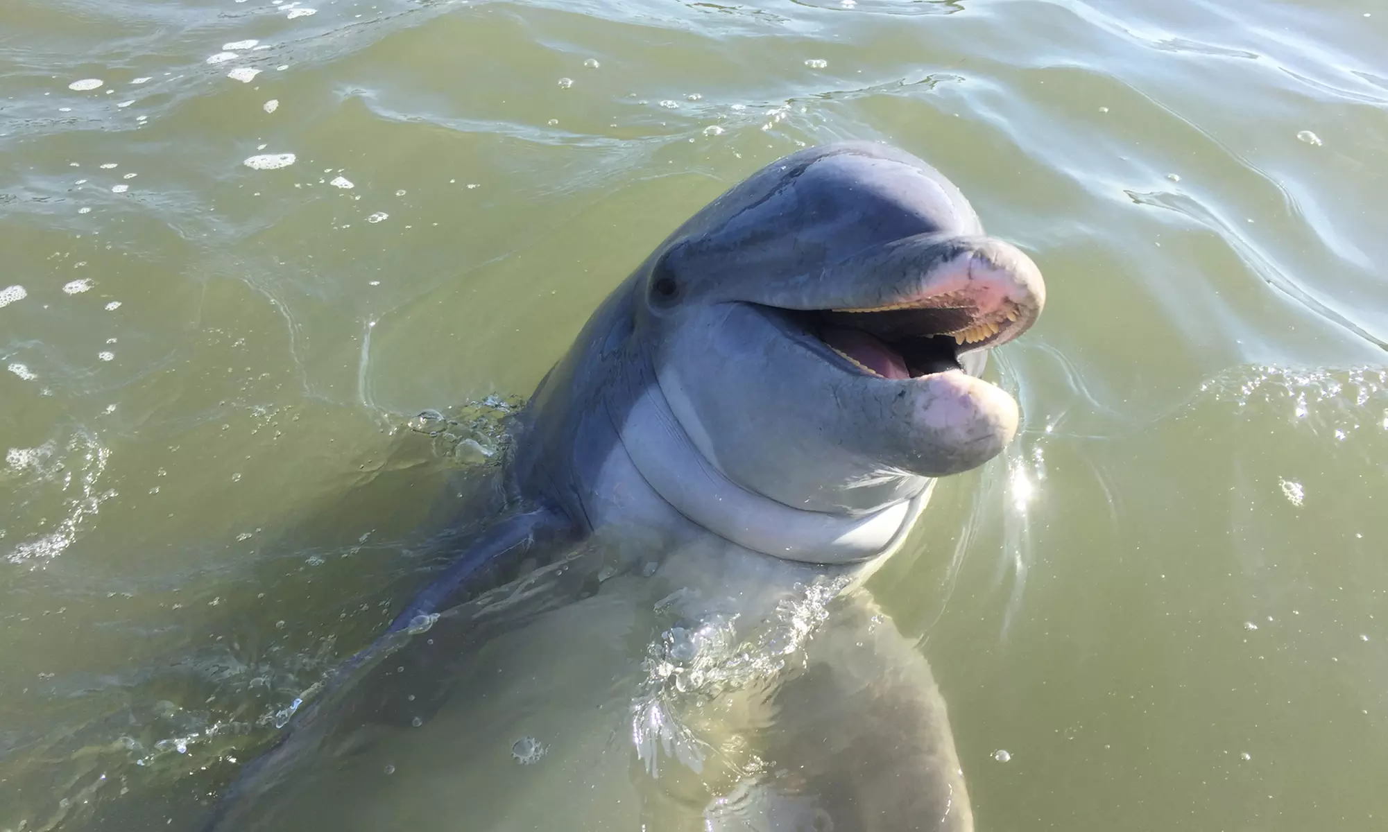 Experience Lowcountry Watersports' 90-Minute Dolphin Tour for Up to Four with up to 21% off. Explore the waters of Hilton Head - Primary Image