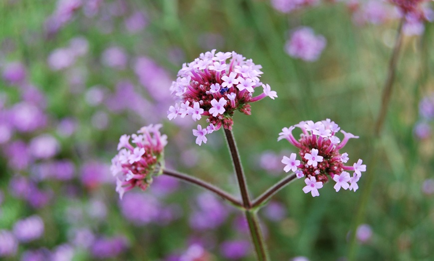 Image 11: Cottage Garden Perennial Plants