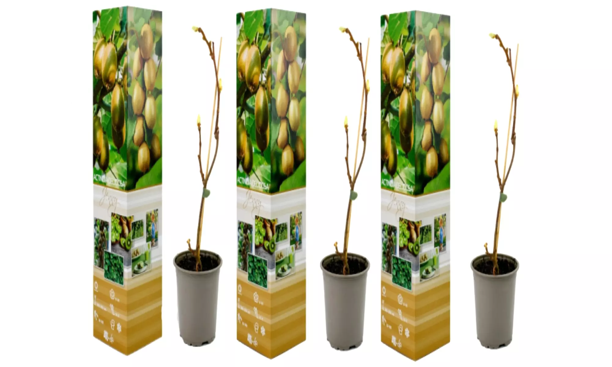 3 o 6 piante di Kiwi Actinidia deliciosa Jenny