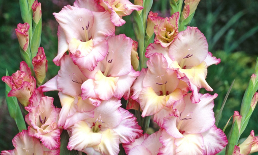 Image 1: Mélange de 125 ou 250 bulbes de fleurs d'été