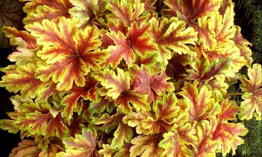 Image 8: 4 x 1 Litre Handsome Heuchera