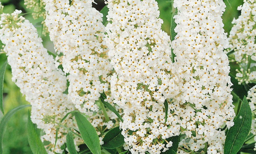 Image 2: Fragrant hardy shrubs 