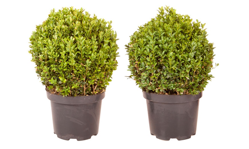 Image 4: Pair of 25cm Buxus Balls