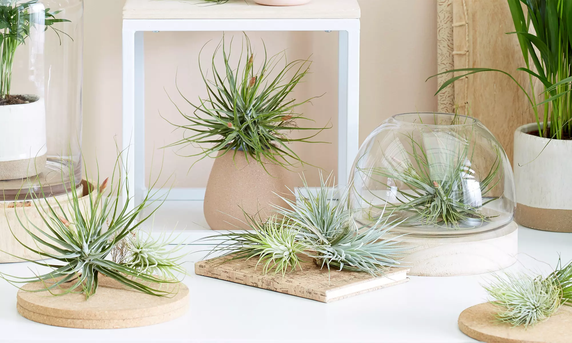Mezcla de plantas de aire Tillandsia