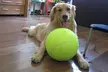 Zummy Pets Giant Jumbo Tennis Ball (Pump Included) - Second Medium