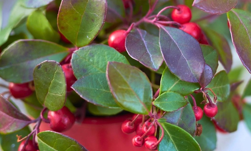 Image 3: Pack de 6 plantes avec baies rouges 