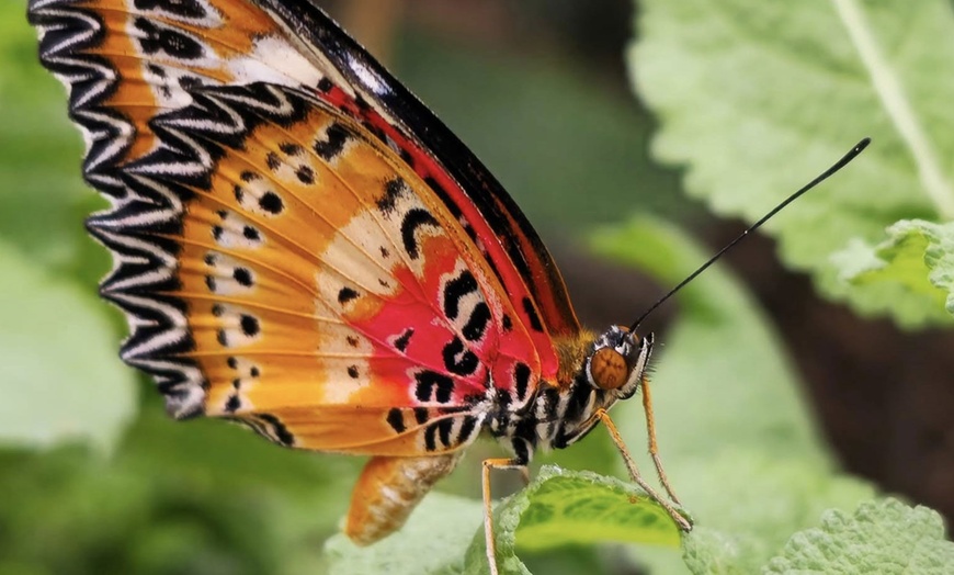 Image 4: Magic of London Butterfly Gardens with Entry for Adults and Children!