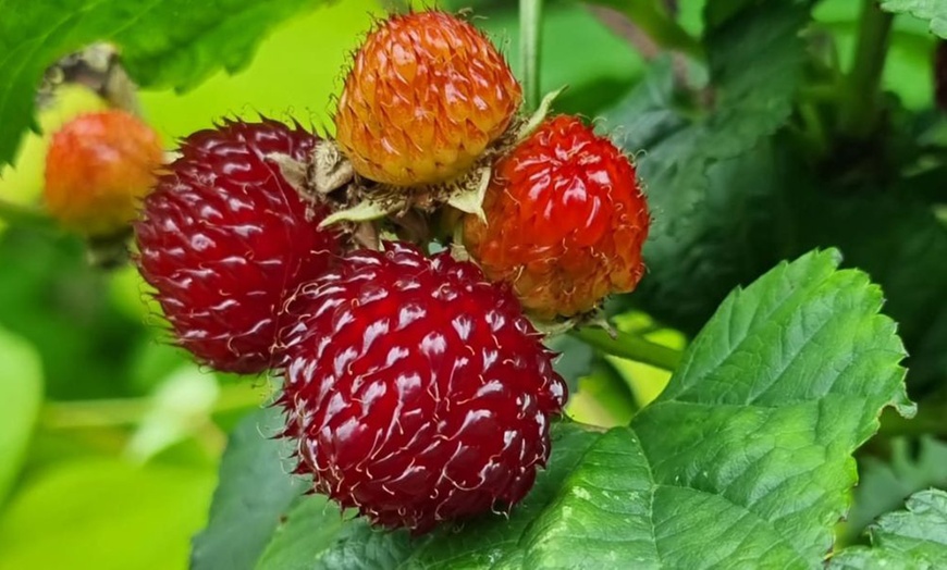 Image 1: Raspberry Tree Hararasp-One or Two Potted Plants
