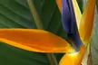 Exotic Bird of Paradise Plants 1 or 2 Potted Plants (13cm pots) - Image 7