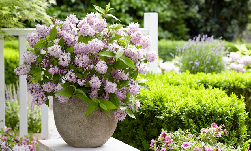 Image 4: Deutzia 'Raspberry Sundae' - One or Two Potted Plants  