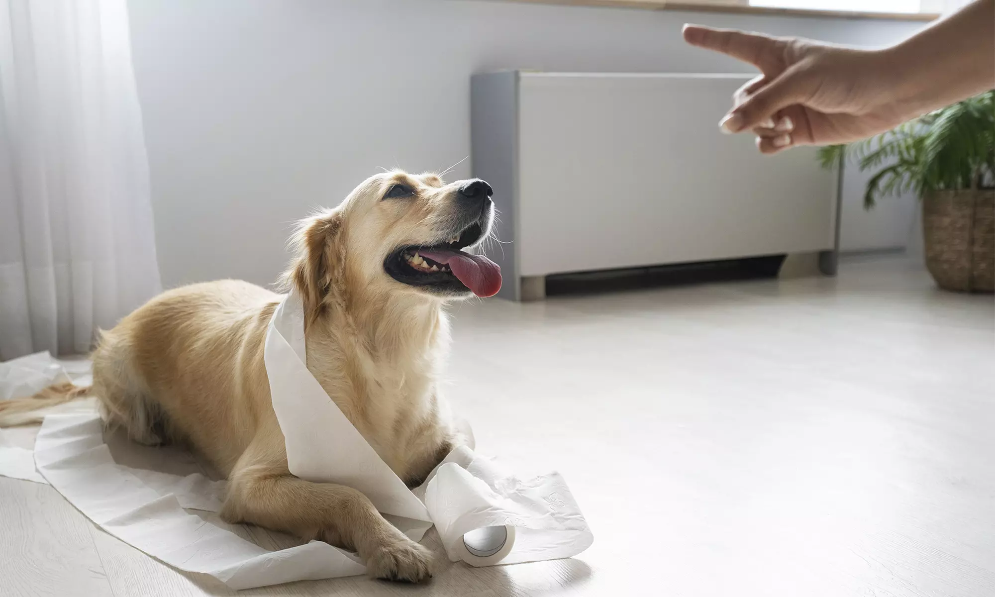 Hassle-Free Dog Poop Cleanup Services At A Discounted Rate (Up to 71% Off) at Pooper Scooper Vegas - Primary Image