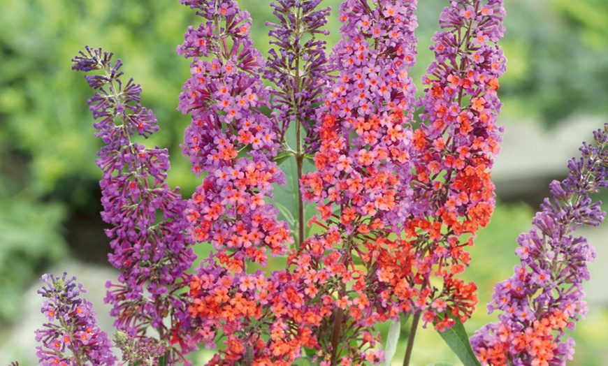 Image 3: Buddleia Flower Power Plant