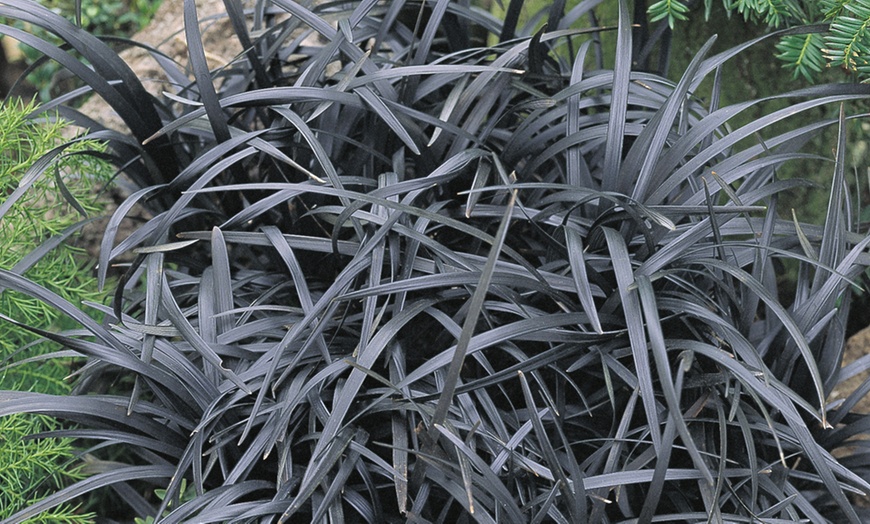 Image 1: Ornamental Black Grass