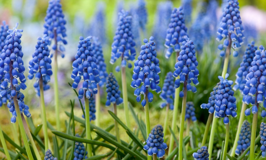 Image 3: 125 ou 250 bulbes de diverses fleurs de printemps colorées