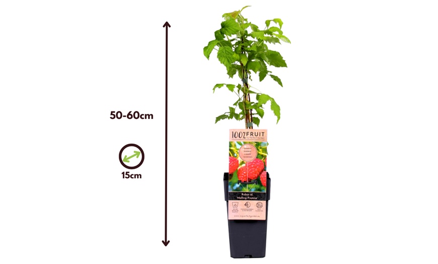 Image 6: 1x, 2x oder 4x Beeren-Pflanzen