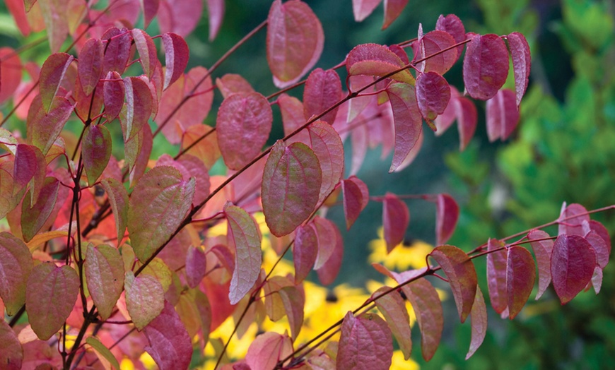 Image 3: Colourful Katsura Tree