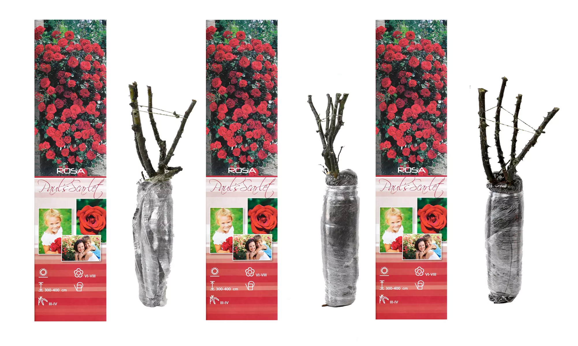 3er-Set Kletterrosen "Paul's Scarlet" - Second Medium