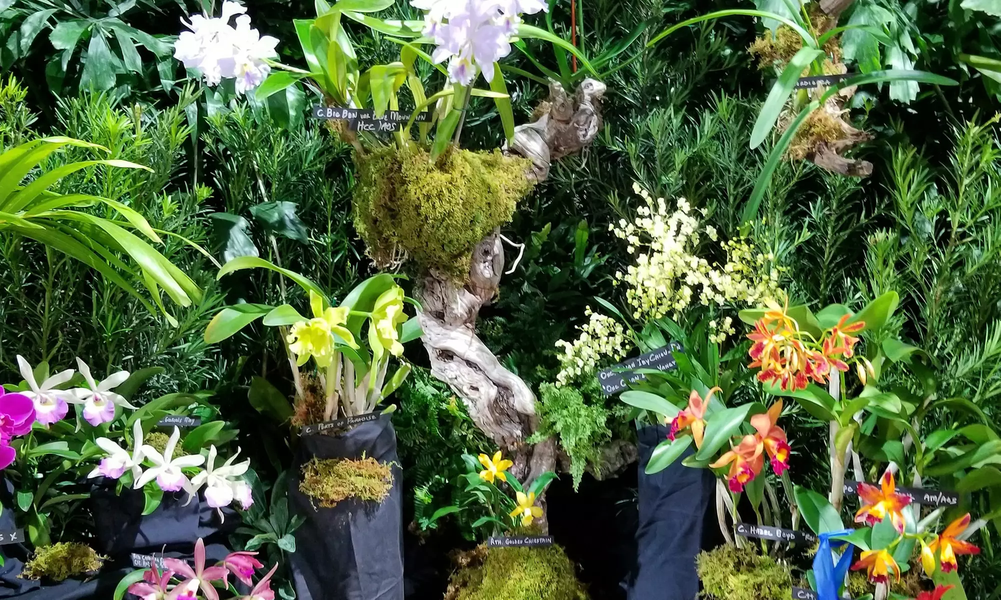 Tamiami International Orchid Festival (October 1–3) - Second Medium