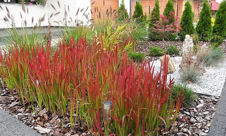 Image 2: Set de plantes Imperata Red Baron