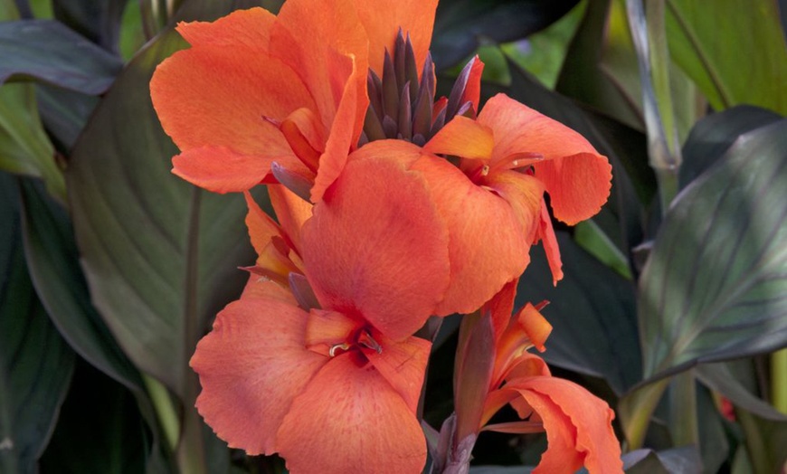 Image 7: Canna Cannova Bronze Orange or Scarlet Potted Plants